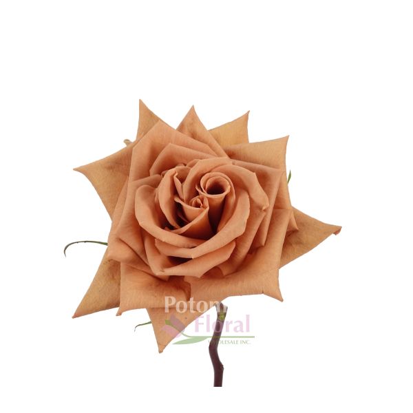 Rose, Toffee Caramel Coffee Color, 5060 cm Potomac Floral Wholesale